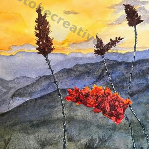 Ocotilla at Sunset