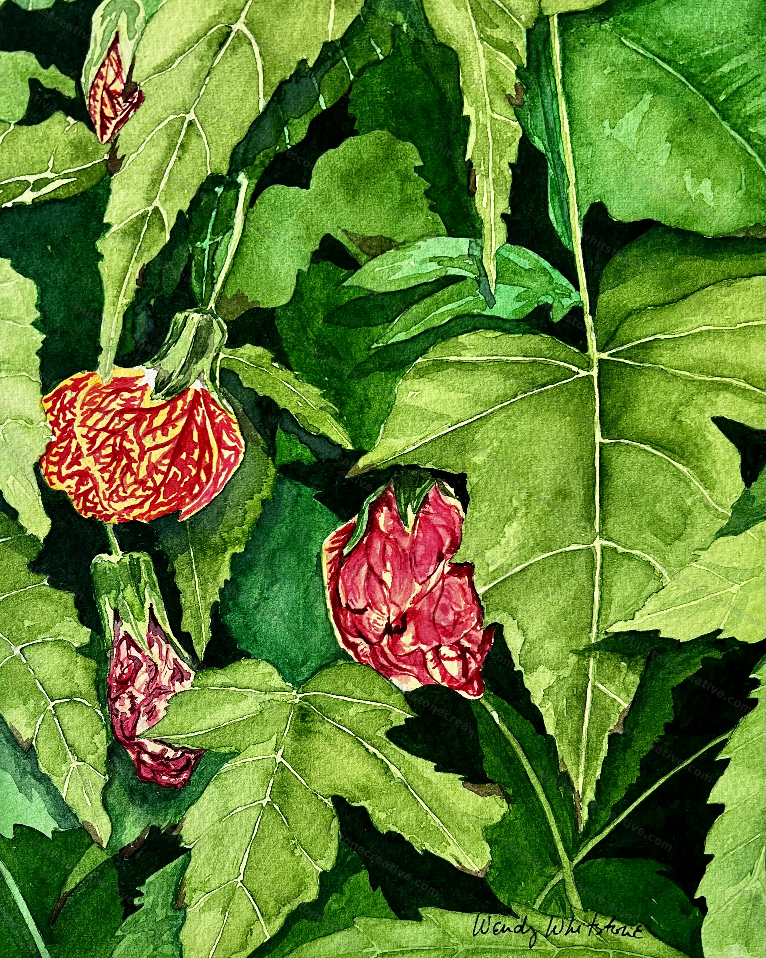 Redvein Flowering Maple